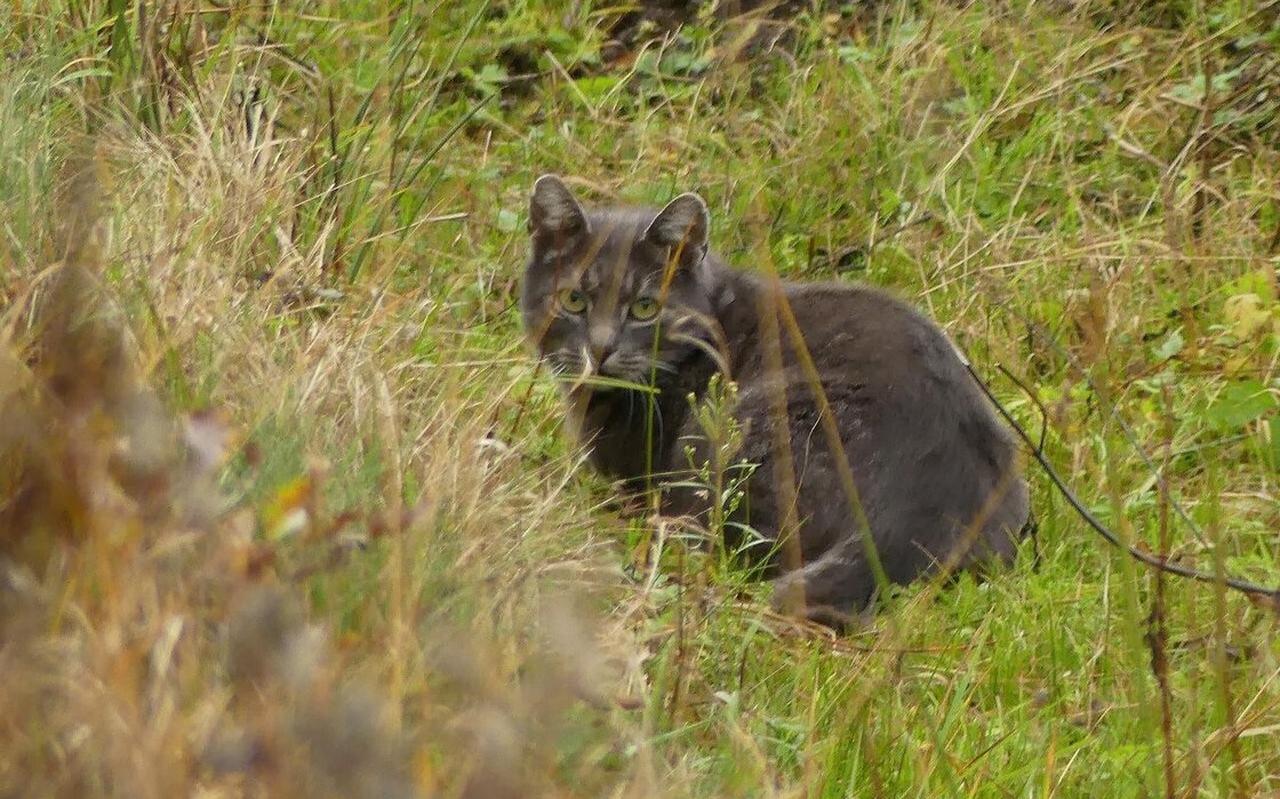 Zwerfkat in de Boerenveensche Plassen. Zwerfkat in de Boerenveensche Plassen.