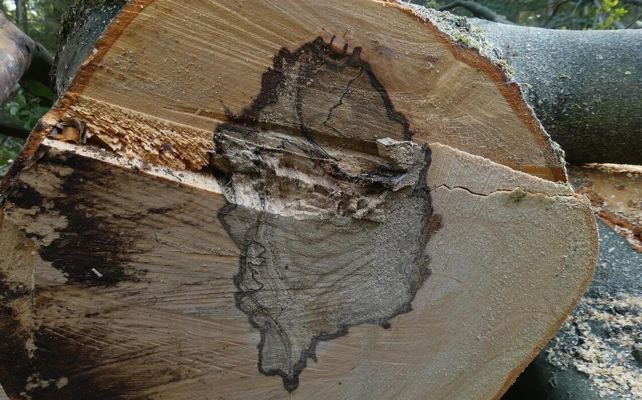 Demarcatielijnen van de beuk in het Spaarbankbos. Demarcatielijnen van de beuk in het Spaarbankbos.
