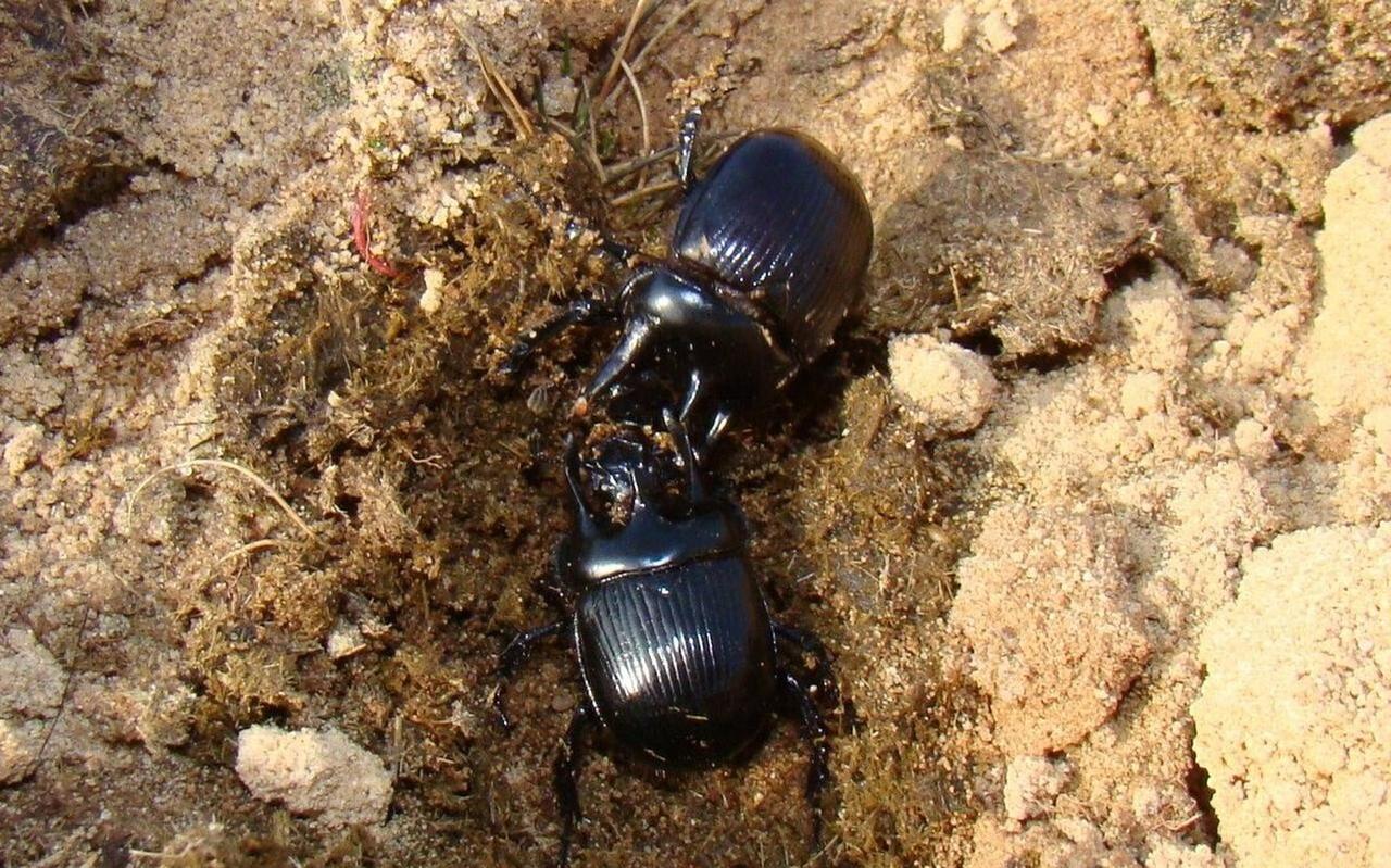 Vechtende mannen driehoornmestkevers in het Oosterveld. Vechtende mannen driehoornmestkevers in het Oosterveld.