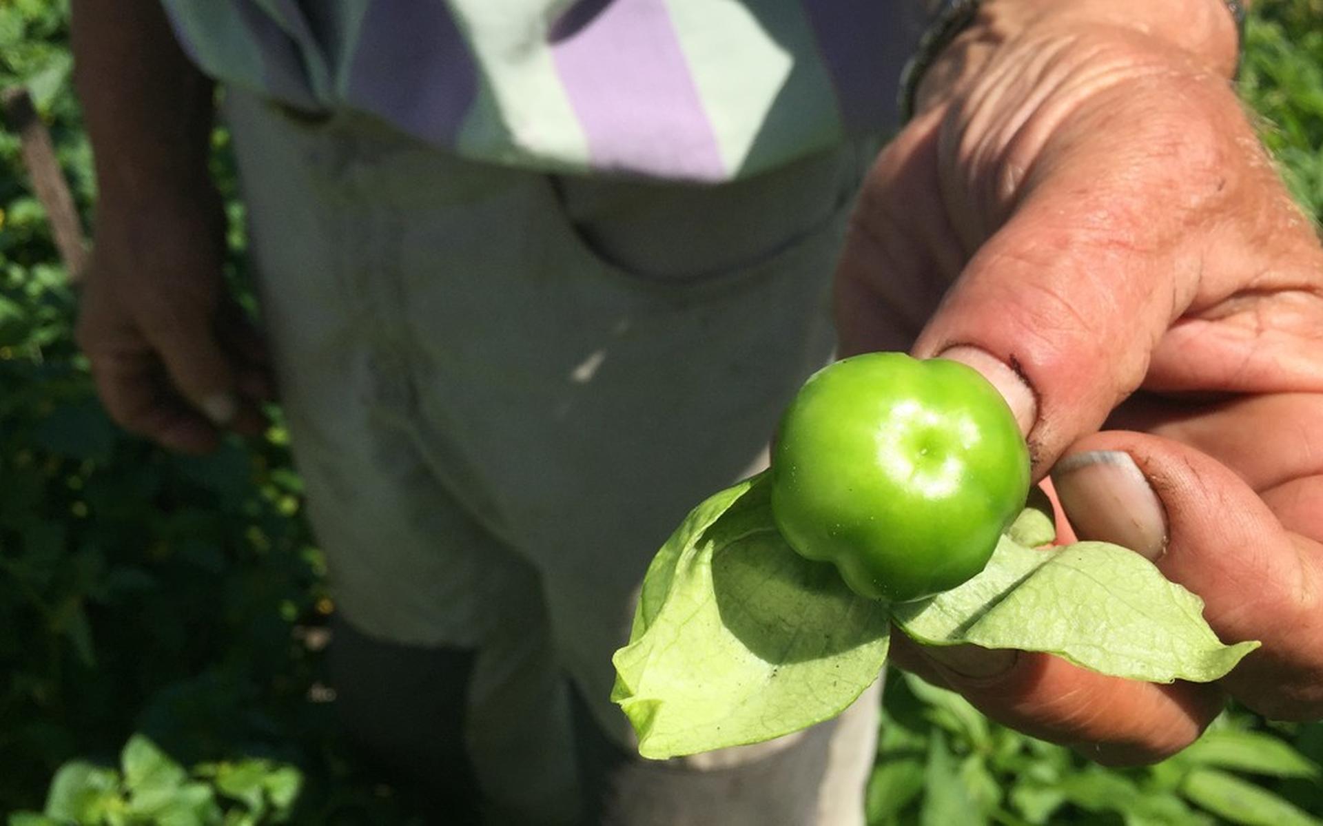 Frutas del Campo in Alteveer/Kerkenveld verkoopt onbespoten groente en fruit