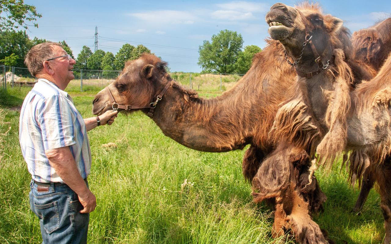 Gerrit Vos handelt al 49 jaar in onder andere alpaca’s, zebra’s, wallaroes, Friese paarden, siervogels, antilopen, giraffes, kangoeroes en kamelen.
