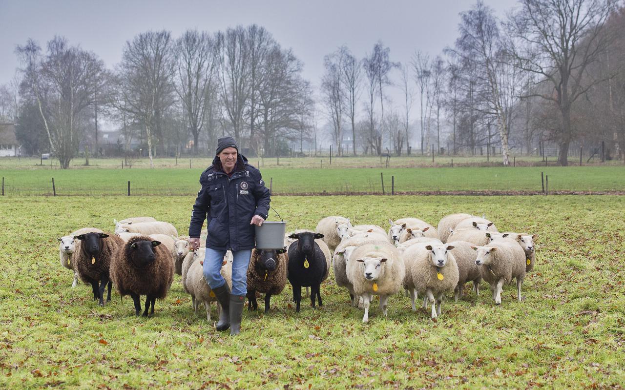 Chris Spoelstra, houdt samen met zijn vrouw Grietje, schapen.