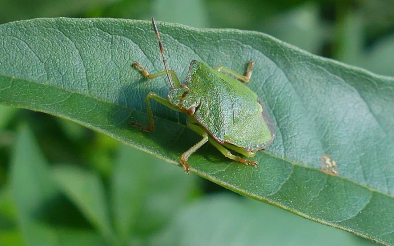Groene stinkschildwants. Groene stinkschildwants.