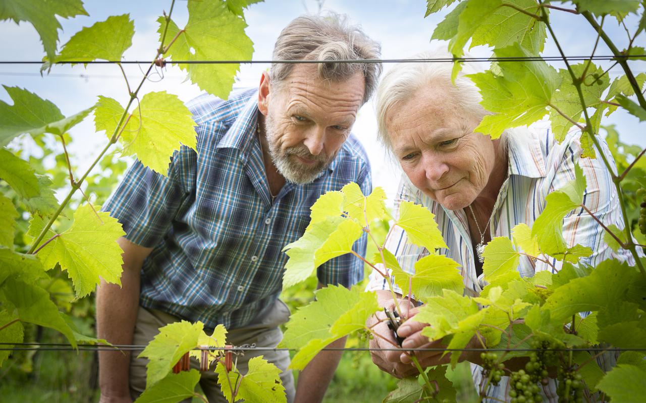 Jan-Willem en Irene inspecteren de druiven.