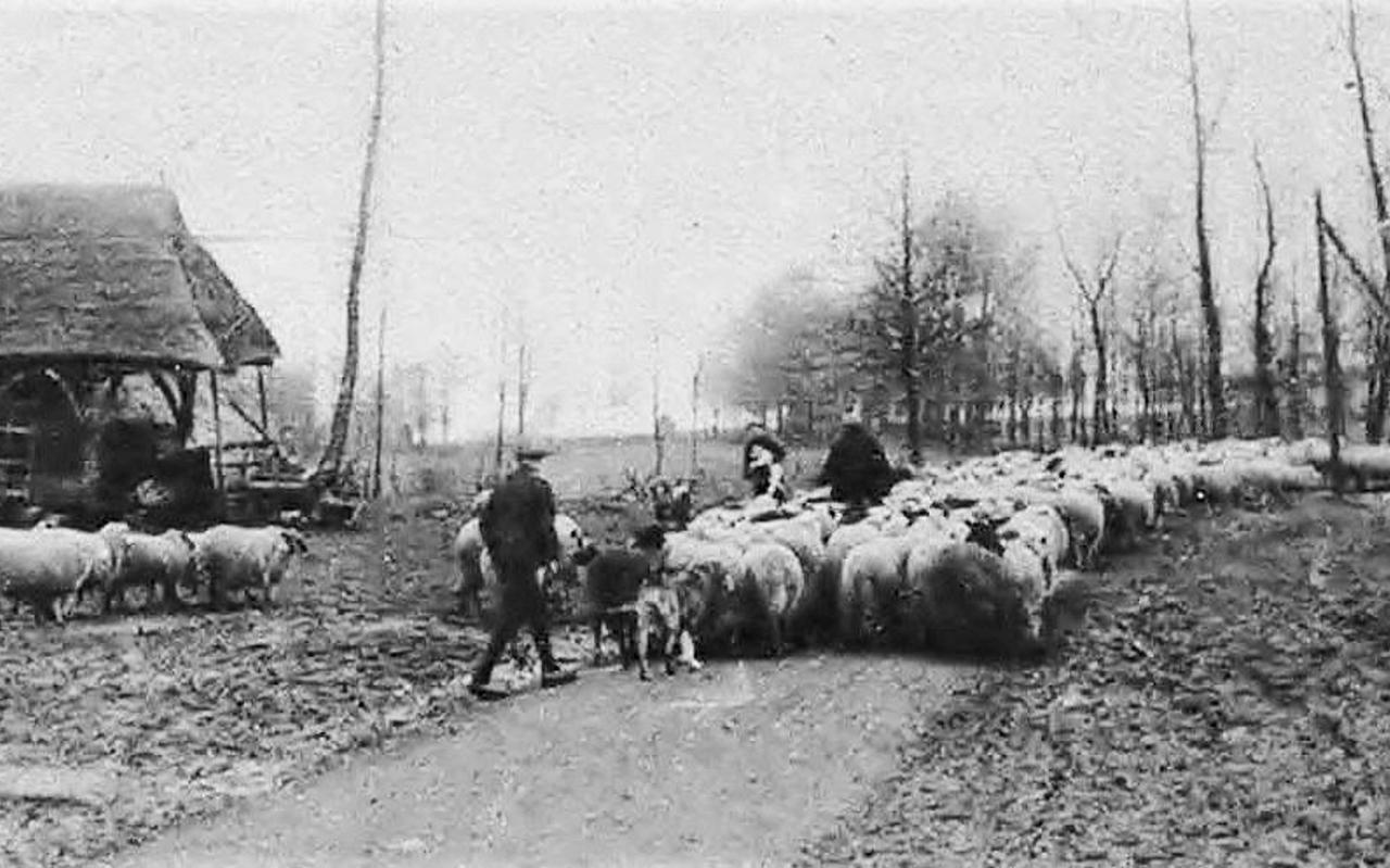 De schaapskudde van Ten Arlo in 1927. De schaapskudde van Ten Arlo in 1927.