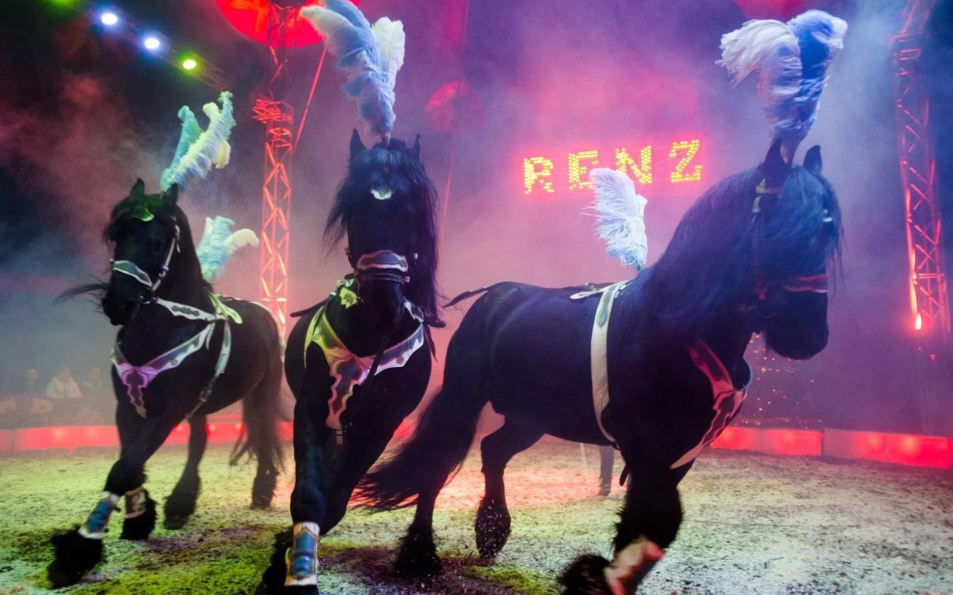 Het circus laat paarden, acrobaten en clowns zien.