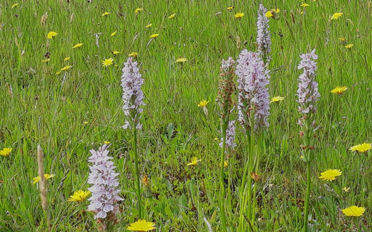 Havelterberg, resultaat na verschralen: grasklokje en gevlekte orchis. Havelterberg, resultaat na verschralen: grasklokje en gevlekte orchis.