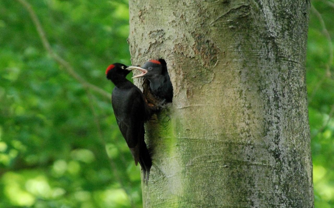 Zwarte specht met jong, boswachterij Ruinen. Zwarte specht met jong, boswachterij Ruinen.