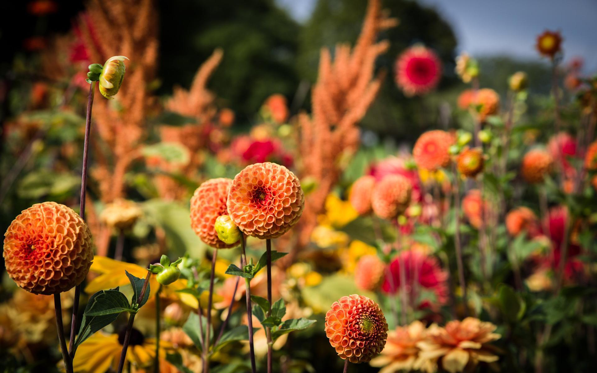 Dahlias zijn de enige bloemen die voor de mozaïeken mogen worden gebruikt.