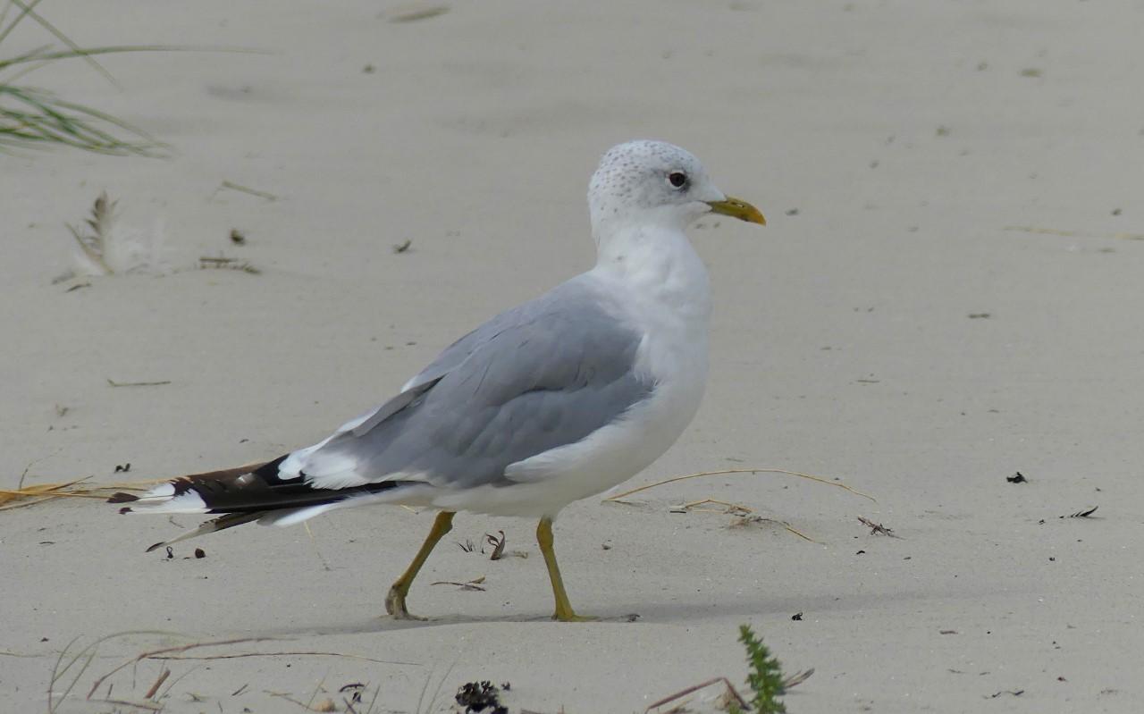 Stormmeeuw op het strand. Stormmeeuw op het strand.