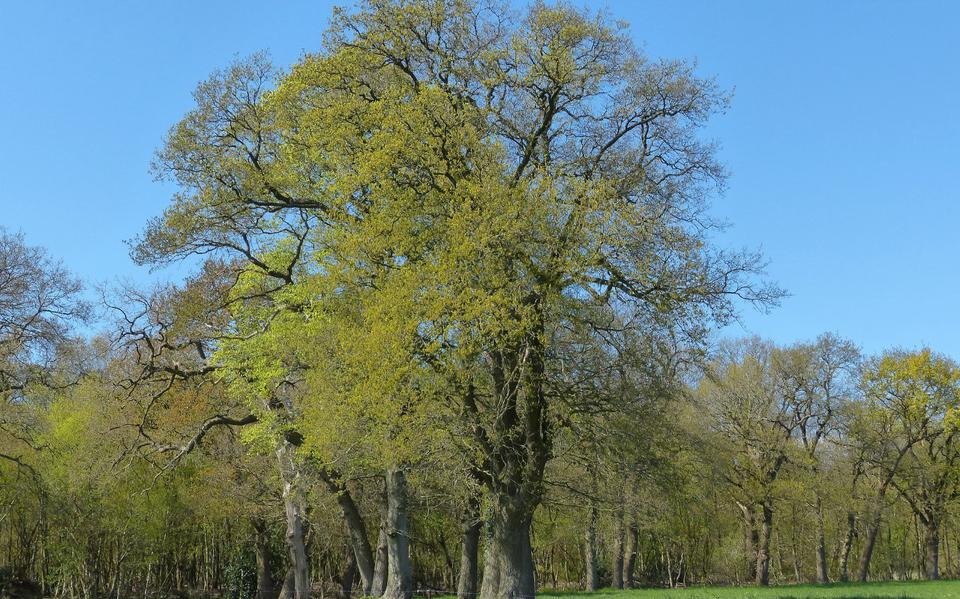 OerHollandse eik is een toonbeeld van kracht Solitaire eiken krijgen