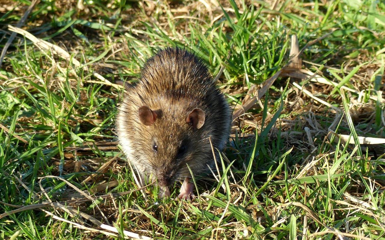 Bruine rat in de natuur. Bruine rat in de natuur.