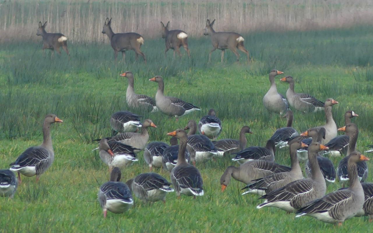 Ganzen en reeën in de Kiersche Wijde. Ganzen en reeën in de Kiersche Wijde.