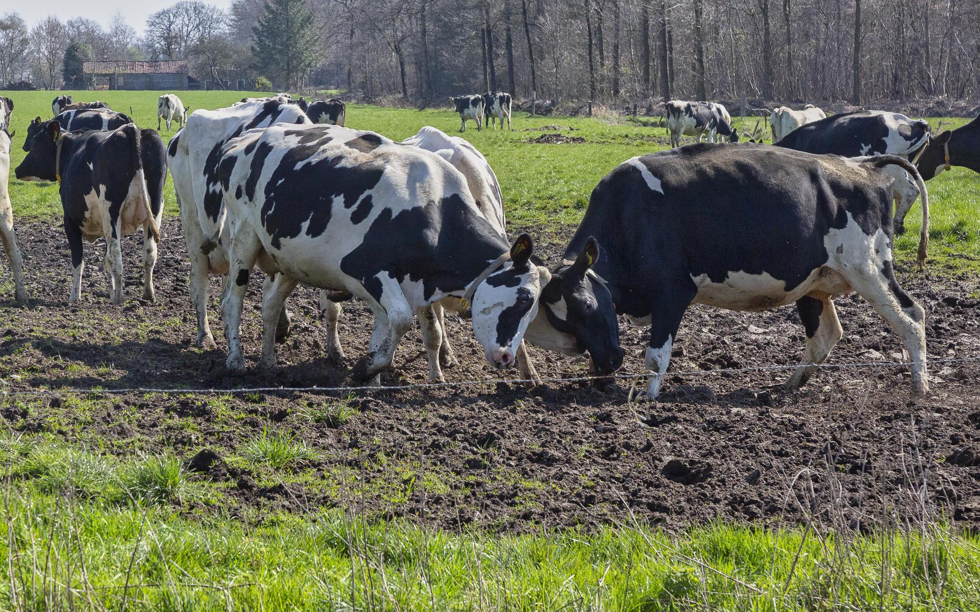De melkkoeien van Zorgboerderij Wonderland gaan voor het eerst in het voorjaar weer de weide in.