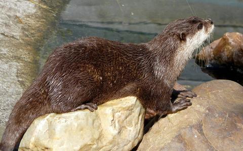 Otter in wethouder Nooterhof in Zwolle.