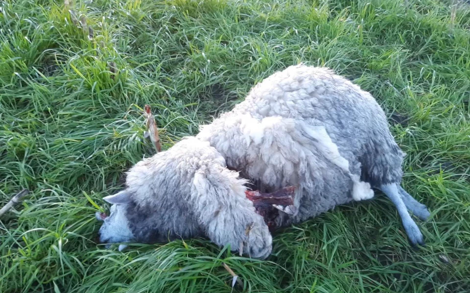 Drie schapen lagen levenloos en met verwondingen in het veld.