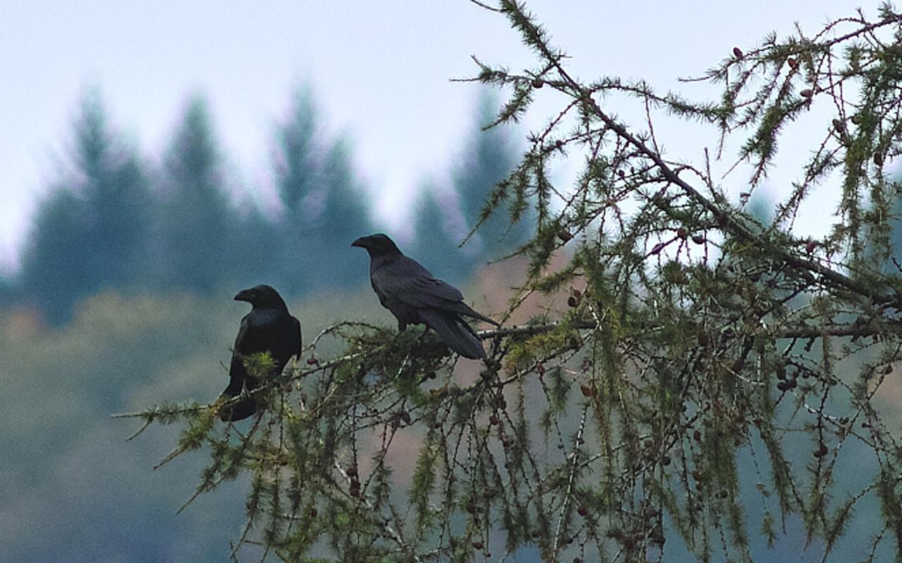 Twee raven bij Martin. Twee raven bij Martin.