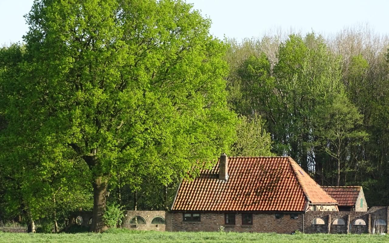 Het huis, kort voor de afbraak, de eik vol in het blad. Het huis, kort voor de afbraak, de eik vol in het blad.