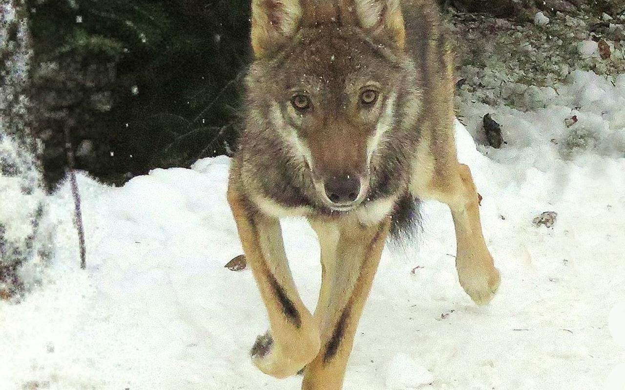 Jonge wolf in de Grote Fatra. Jonge wolf in de Grote Fatra.
