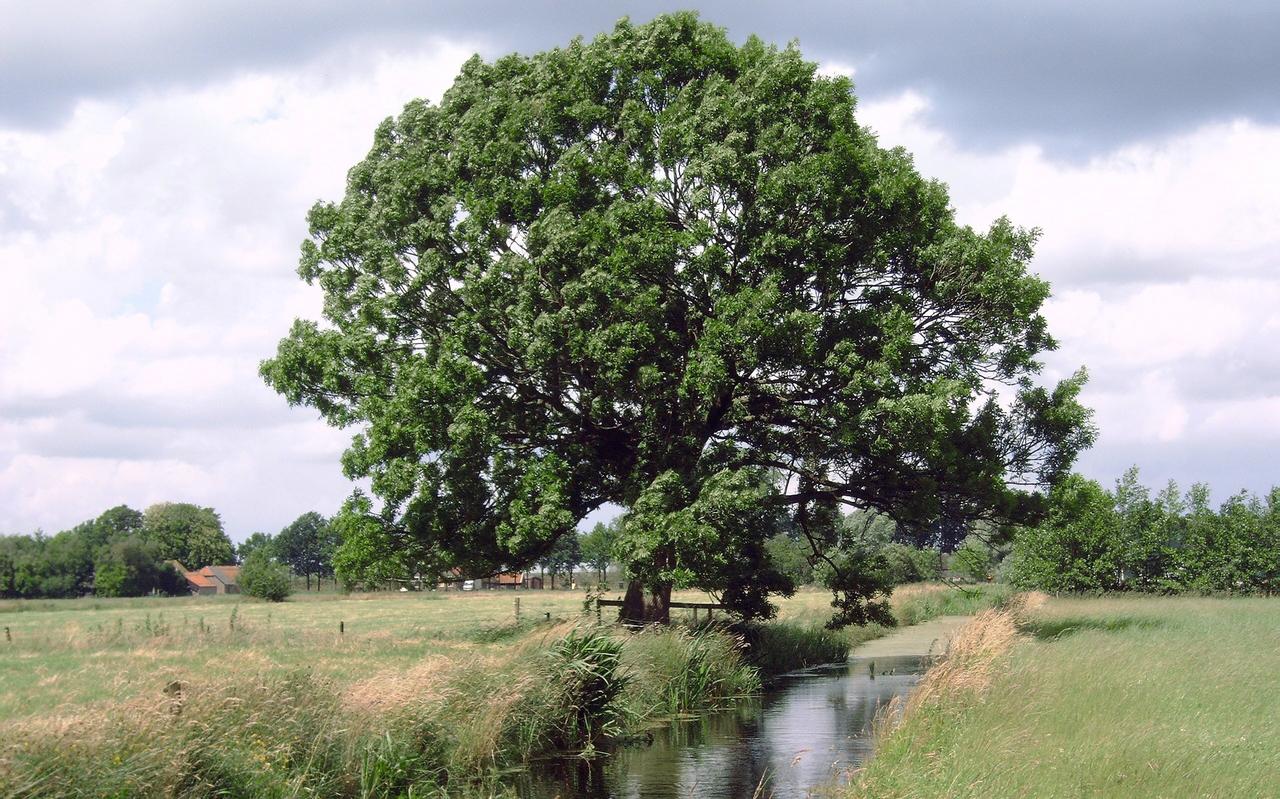 Wat heeft een dromende boom bij een oude wijk ons te vertellen. Wat heeft een dromende boom bij een oude wijk ons te vertellen.