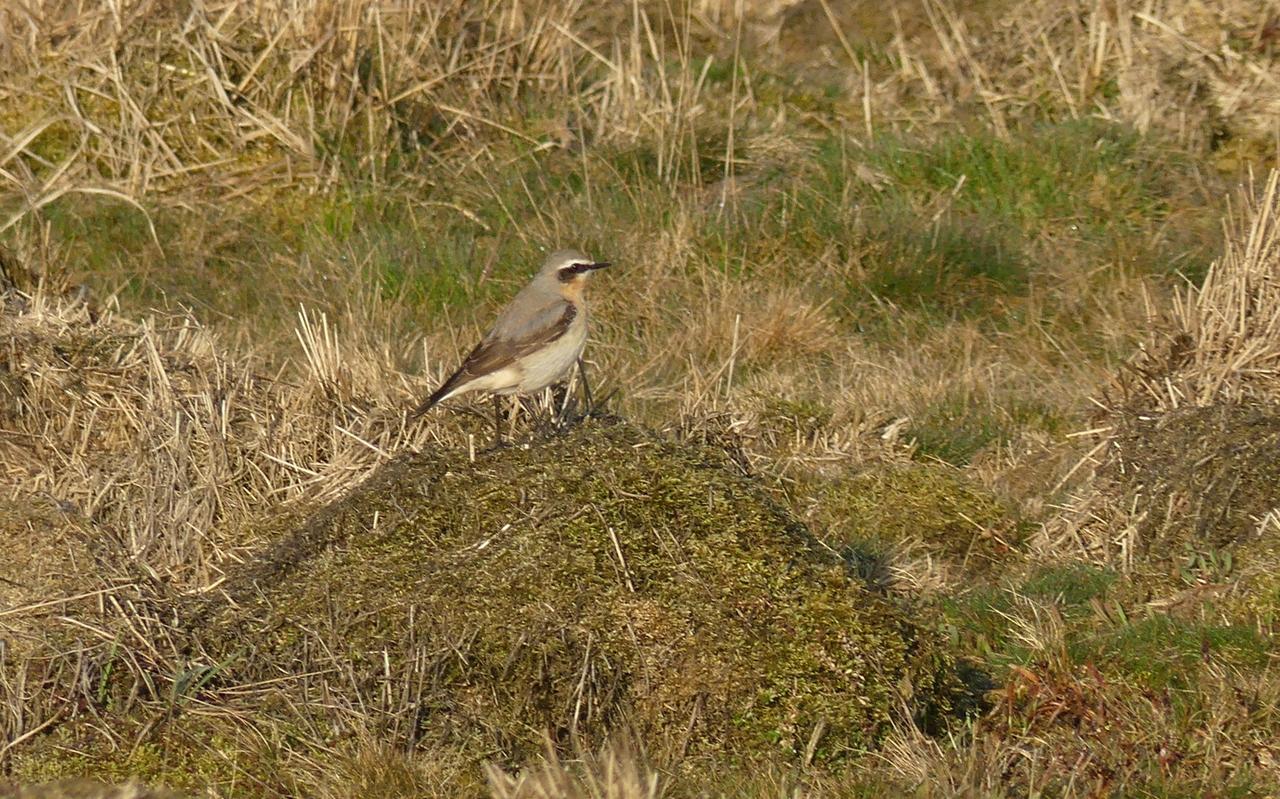 Vrouwtje tapuit is beige. Vrouwtje tapuit is beige.