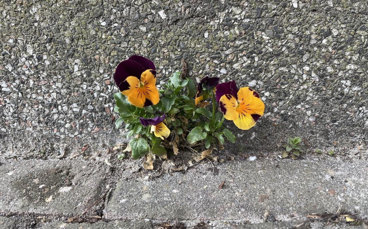 Viooltjes tussen de tegels. Viooltjes tussen de tegels.