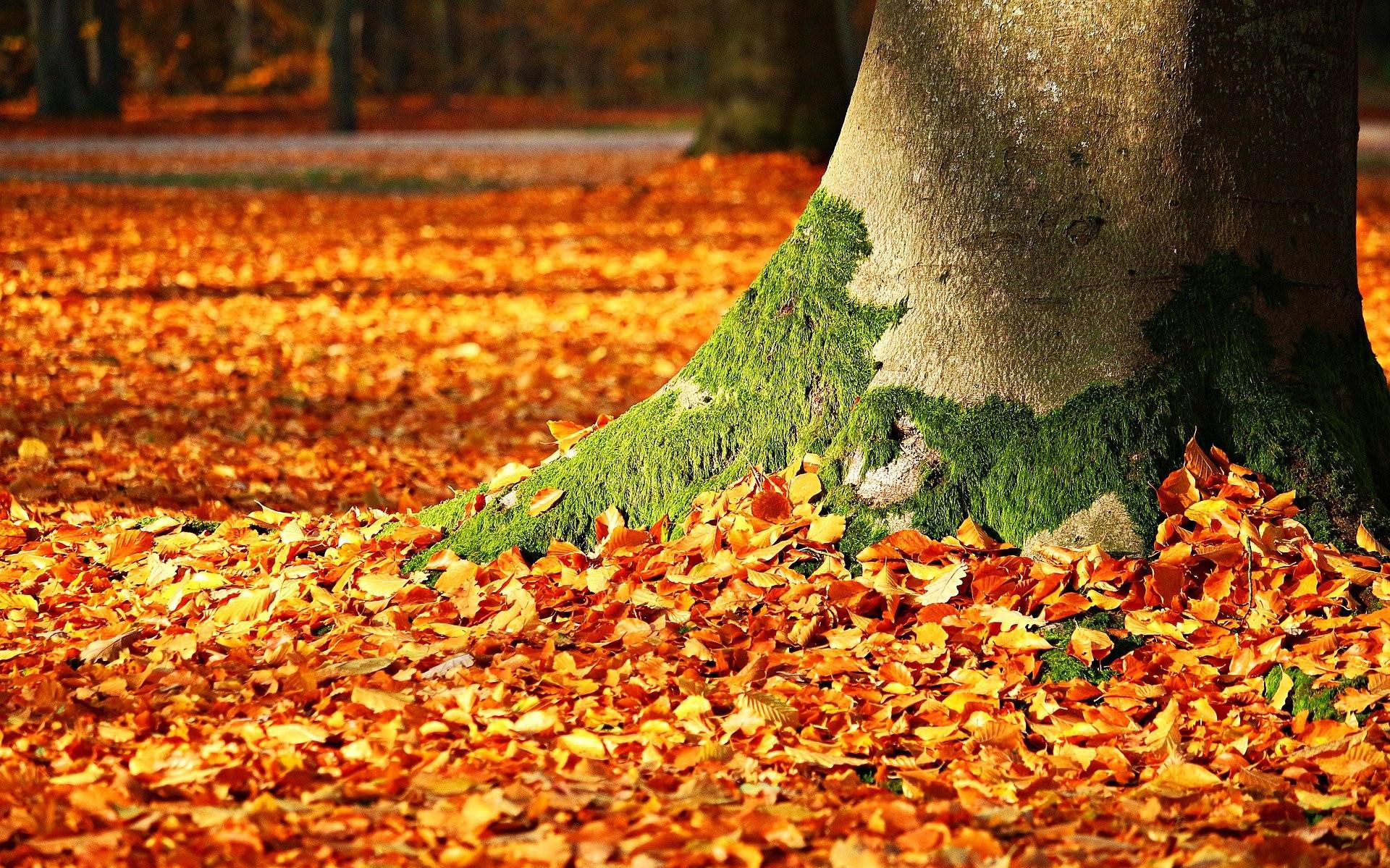 Herfstbladeren vallen massaal uit de bomen.