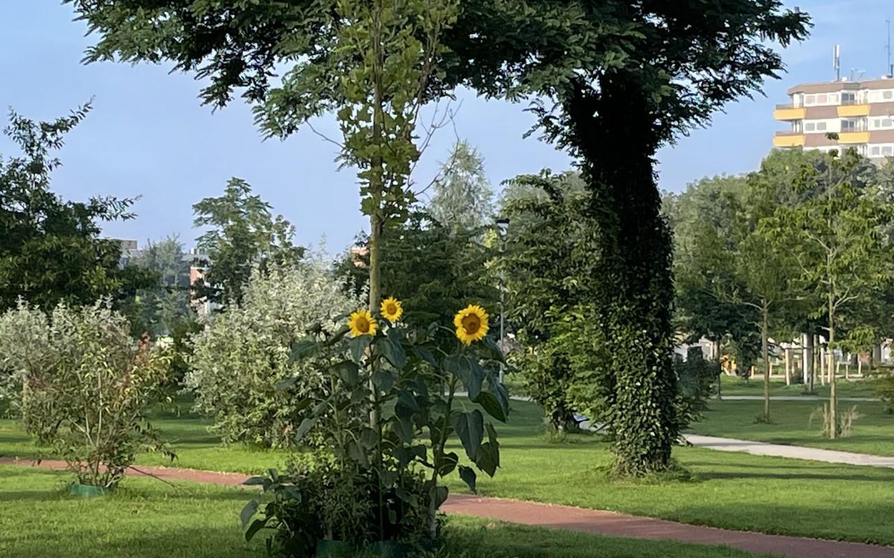 Zonnebloemen in Park Dwingeland in Hoogeveen.