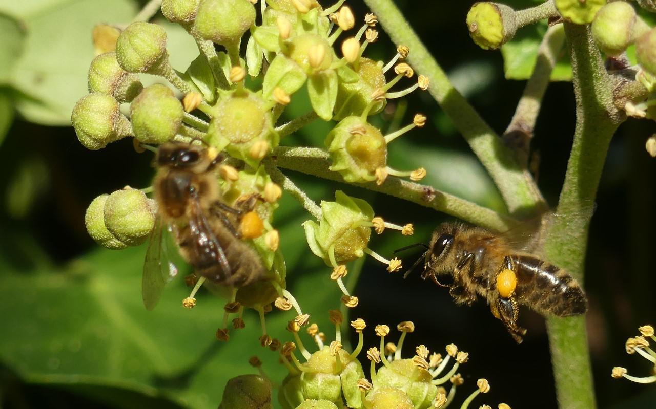 Honingbijen met stuifmeel.