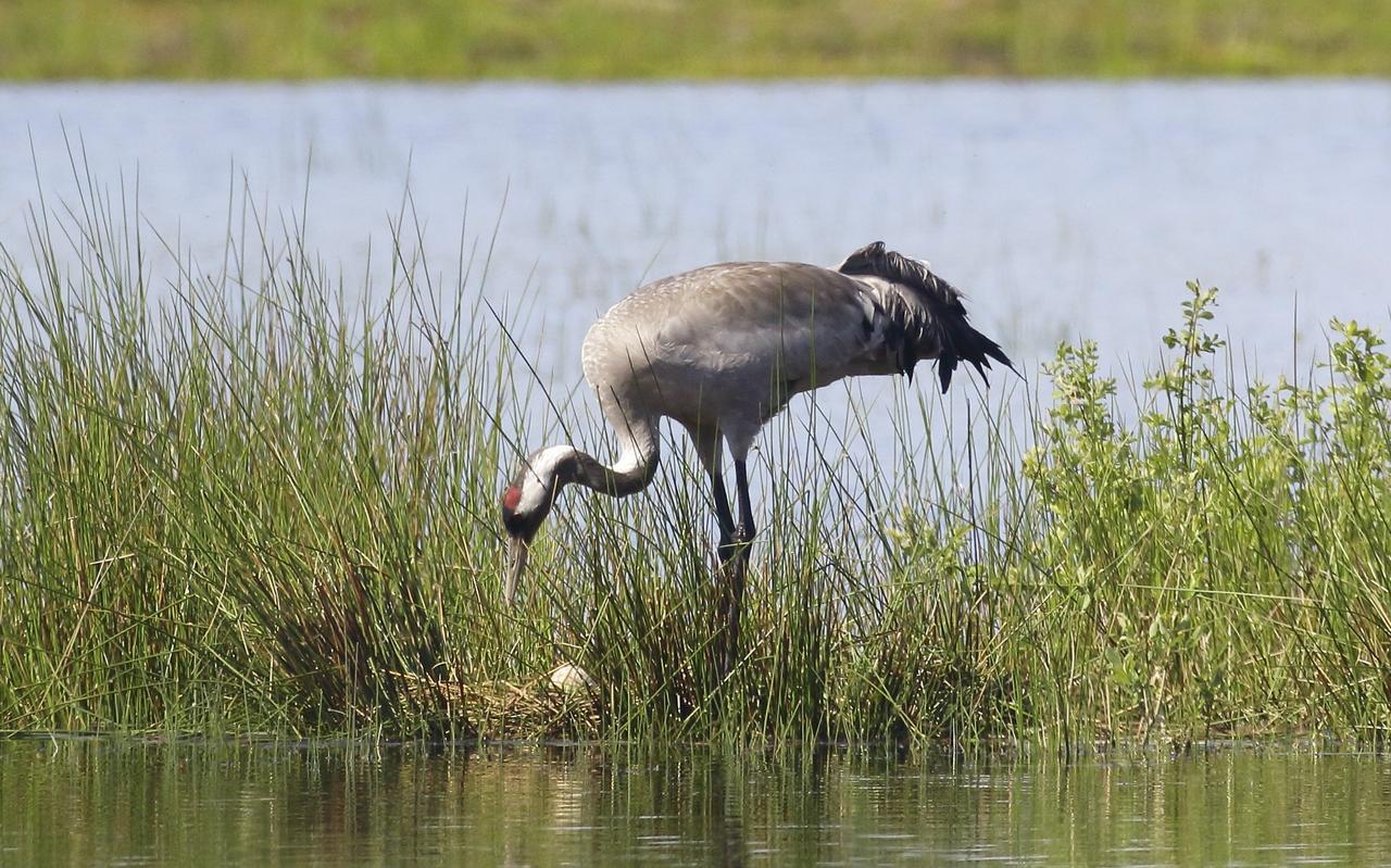Kraanvogel met het eerste ei. Kraanvogel met het eerste ei.