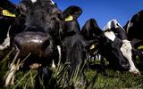 Melkveehouders kwaad over 'onzinnige' stikstofplannen