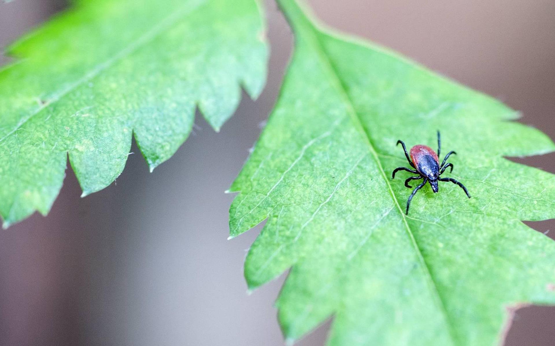 The Risk Of Tick Bites Is Greatest In Drenthe And Gelderland Time News