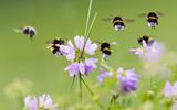 Van de 358 soorten wilde bijen wordt de helft bedreigd. 