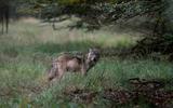 Drentse veeartsen hebben ‘grote zorgen’ over het toenemend aantal wolvenaanvallen en vinden de situatie in hun provincie niet langer houdbaar.