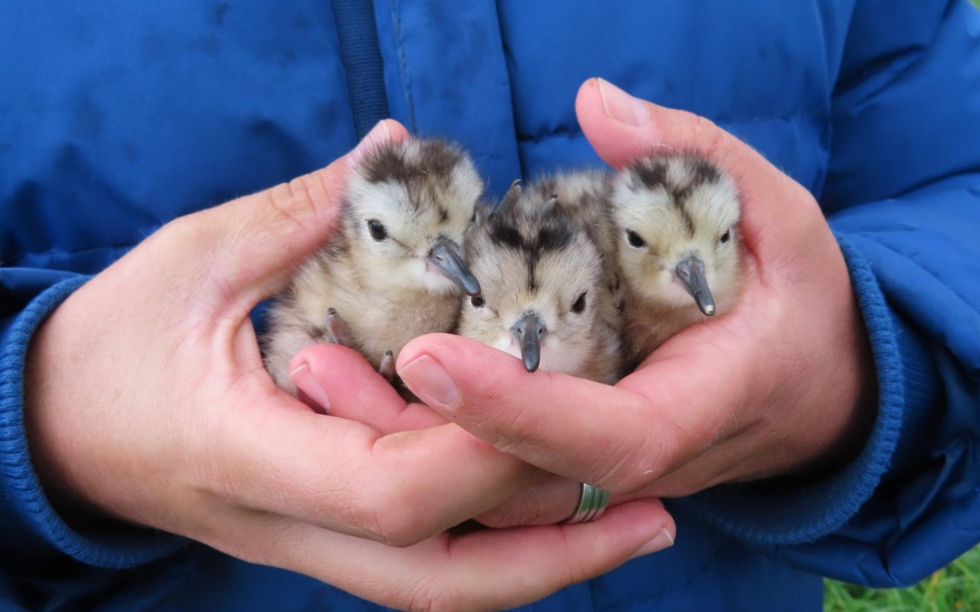 02:22 Landschapsbeheer Drenthe zoekt weidevogelvrijwilligers - hoogeveenschecourant.nl