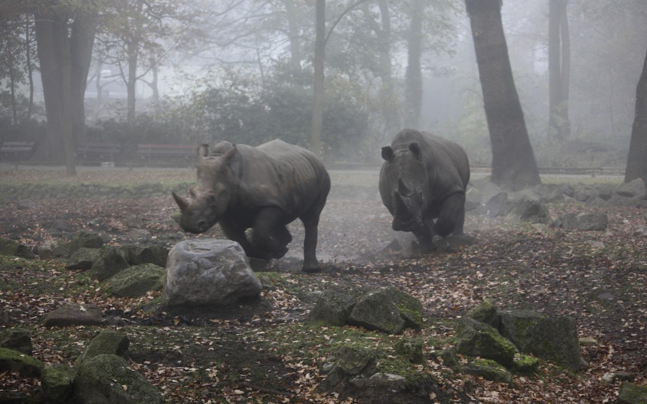 Archiefbeeld: in 2012 ging een kennismaking tussen neushoorns in Dierenpark Emmen eveneens niet goed. Neushoornvrouwtje Zahra kwam toen om voor nageslacht te zorgen, maar het mannetje Kusini zette bij de eerste kennismaking een wilde achtervolging in. Archiefbeeld: in 2012 ging een kennismaking tussen neushoorns in Dierenpark Emmen eveneens niet goed. Neushoornvrouwtje Zahra kwam toen om voor nageslacht te zorgen, maar het mannetje Kusini zette bij de eerste kennismaking een wilde achtervolging in.