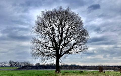 Deze monumentale boom wil de gemeente Hoogeveen laten kappen, ondanks dat de zomereik op een lijst met beschermwaardige bomen staat en de eigen inspecteur het kapverzoek afwijst.