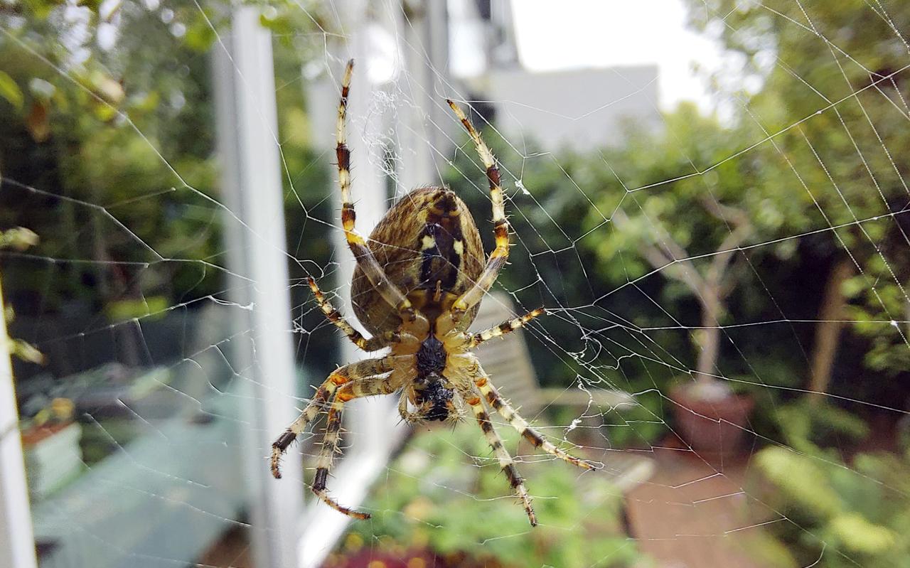 Kruisspin in de tuin. Kruisspin in de tuin.