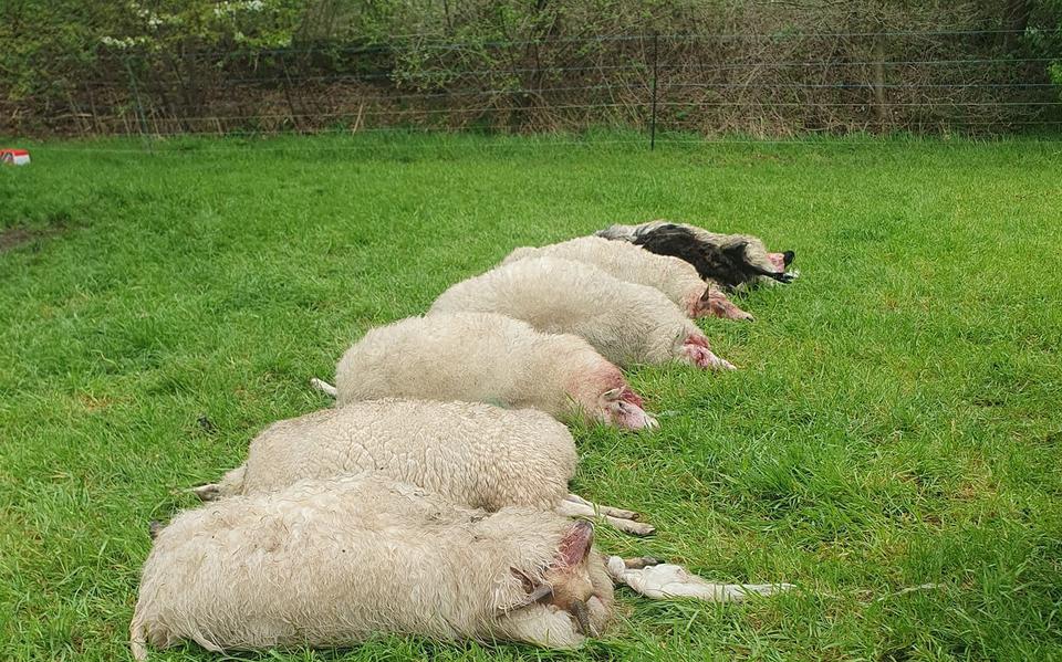 De dode schapen in het weiland van schapenhouder Erwin Koeling uit Ruinen.