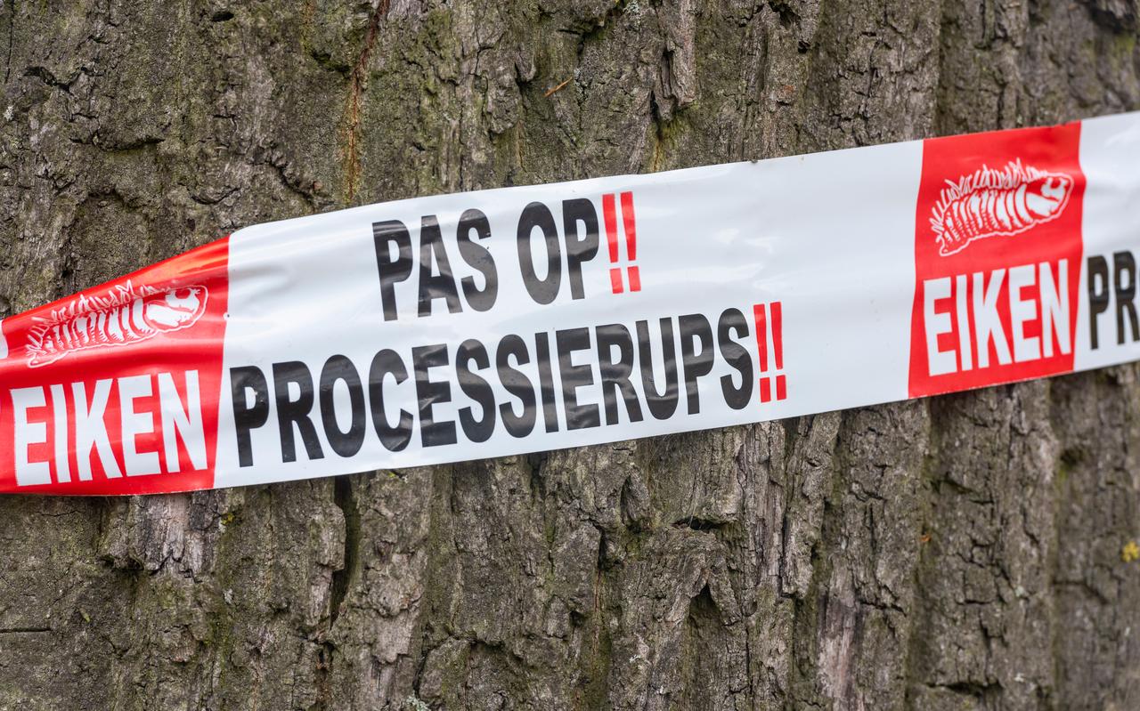 In Hoogeveen hangen dit jaar minder lintjes dan voorgaande jaren. In Hoogeveen hangen dit jaar minder lintjes dan voorgaande jaren.