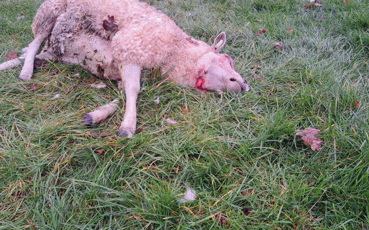 In een weiland aan de Beilervaart in Beilen zijn vrijdag drie dode schapen en meerdere gewonde dieren gevonden. 
