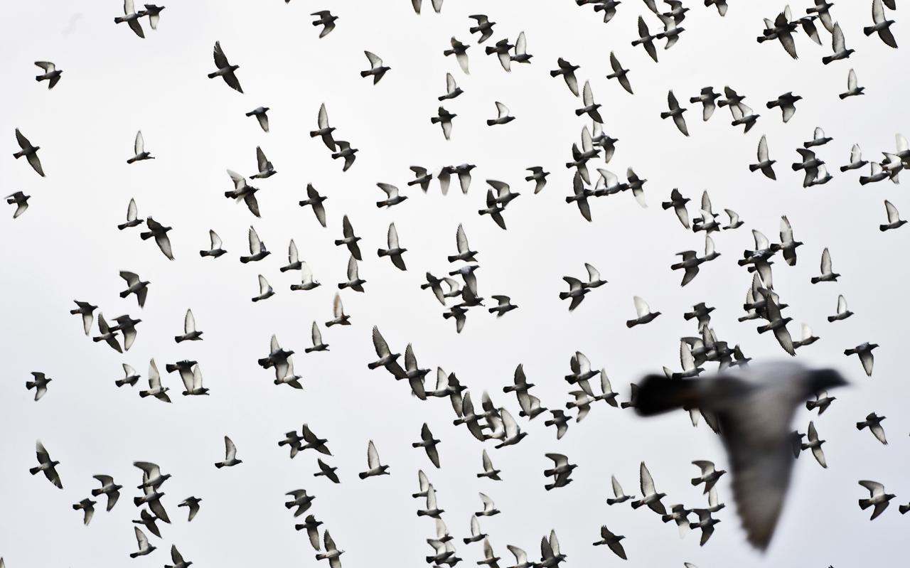Honderden duiven vliegen uit