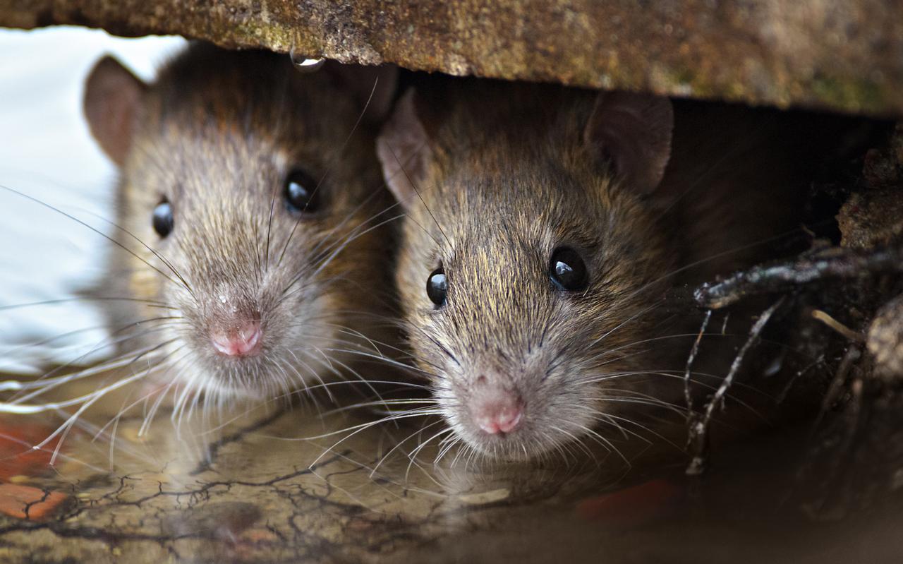 Ratten veroorzaken overlast in de Van Echtenstraat in Hoogeveen Ratten veroorzaken overlast in de Van Echtenstraat in Hoogeveen