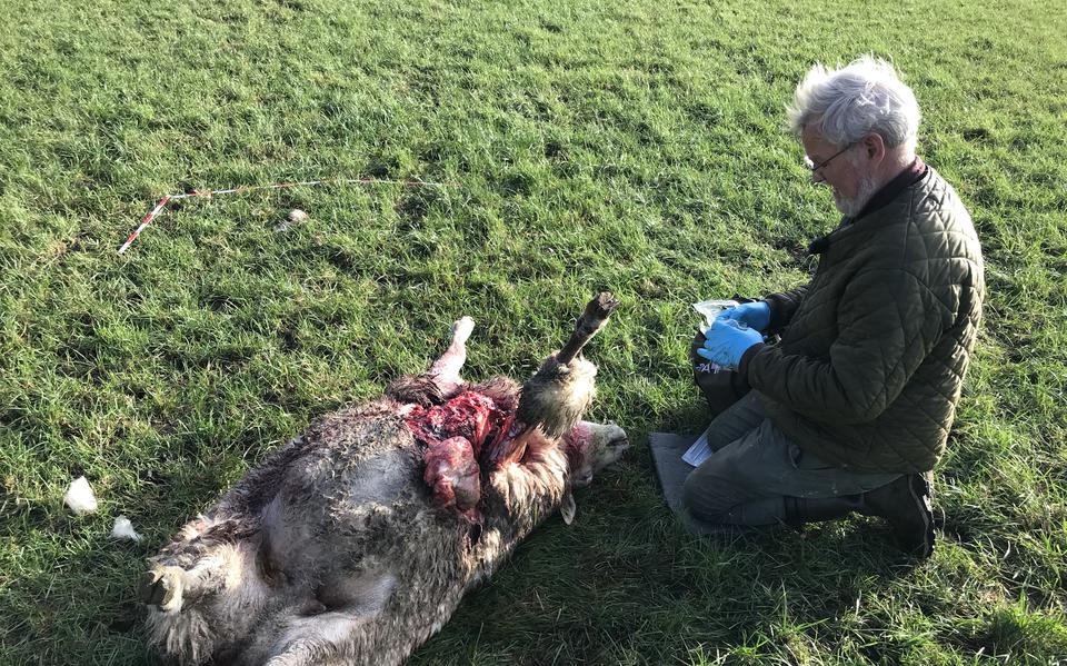 Om vast te stellen dat een wolf de dader is, neemt taxateur Johan Wesselink DNA-monsters van de bijtwonden van een dood schaap in Vledder.