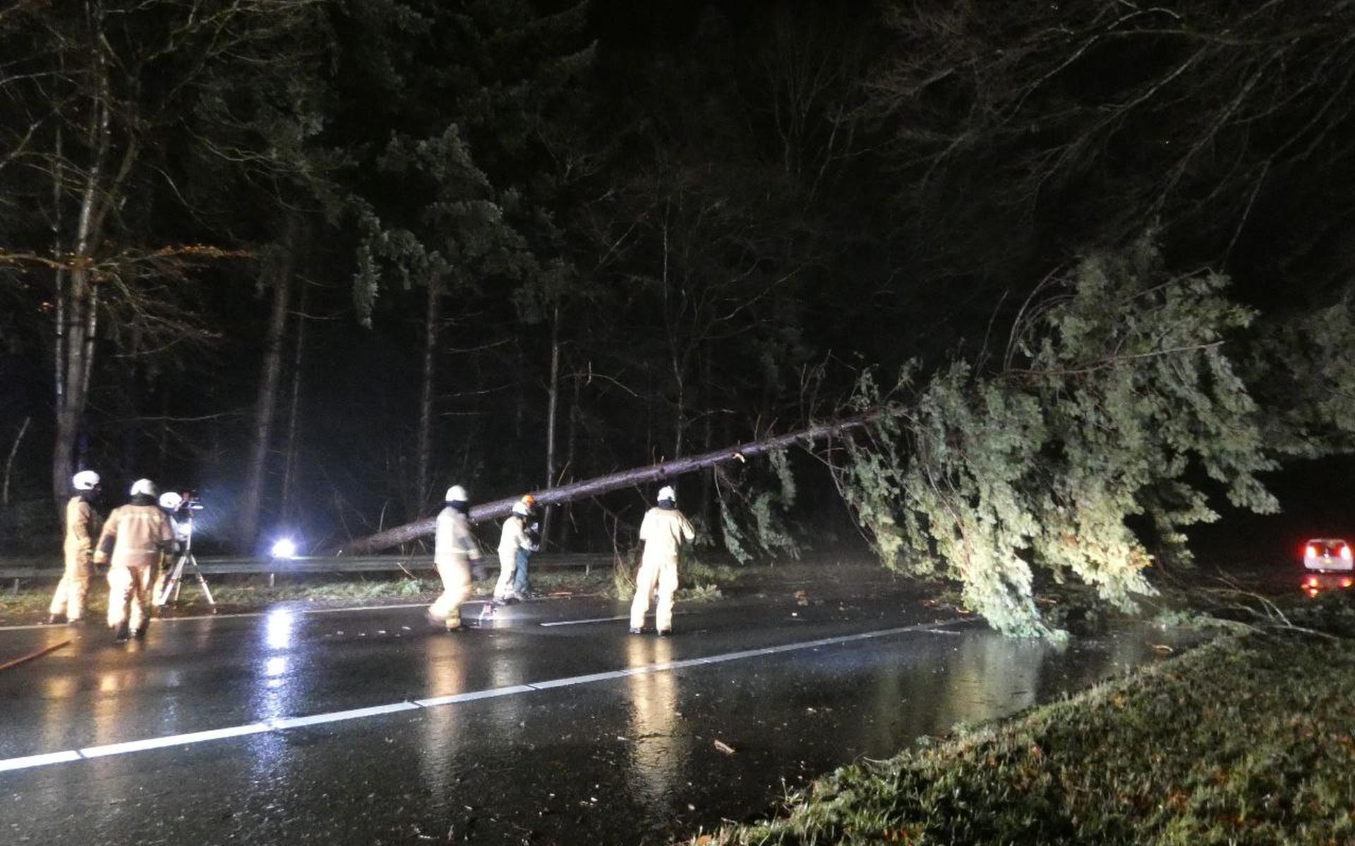 Omgewaaide boom op A28 bij Spier. Snelweg is voorlopig afgesloten - hoogeveenschecourant.nl