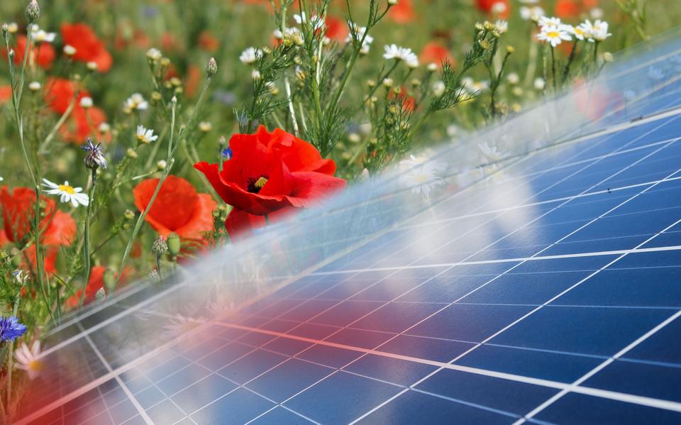 Zo zien de natuurorganisaties in Drenthe het graag: zonnepanelen én bloemrijke bermen. 