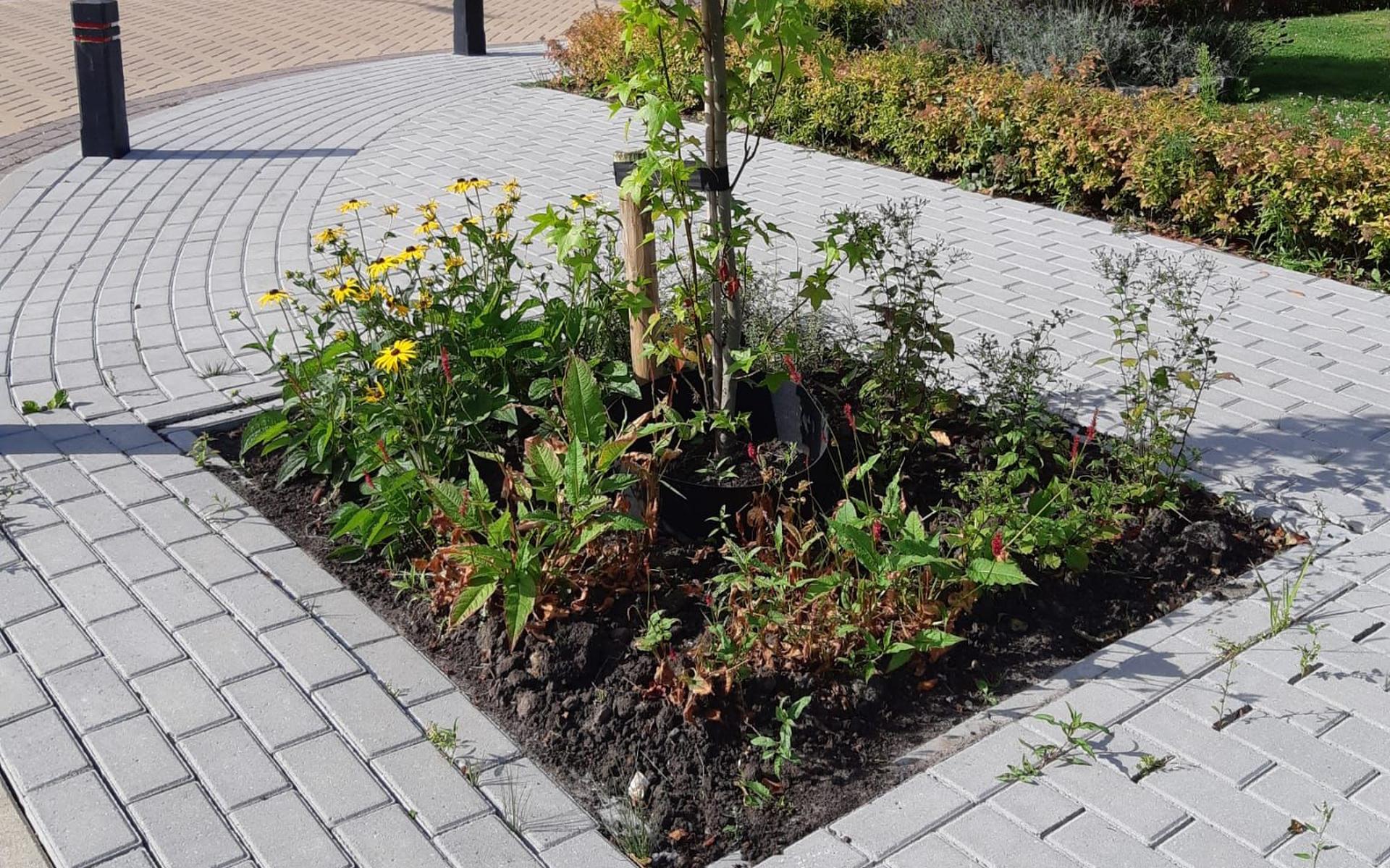 Een voorbeeld van tegelwippen, zoals hier in de straat Roer in Vollenhove, waar een leuk perkje rondom een boom is aangelegd door medewerkers van de gemeente.